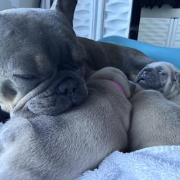 French Bulldog Puppies from Upcountry Frenchies