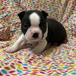 Clint - Black and white male Boston Terrier puppy in Fillmore, Illinois from Wind Hill Puppies