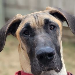 Great Danes from Tundra Rose Kennels