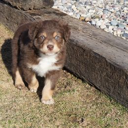 Australian Shepherd Puppies from Pole Canyon Australian Shepherds
