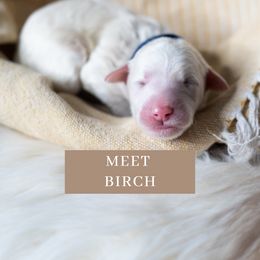 Birch - Fawn and white Sheepadoodle puppy in North Carolina from Nomad's Doodles