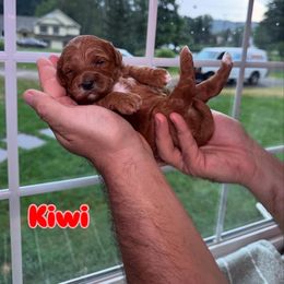 Girl 1 - Red  female Goldendoodle puppy in Annandale, New Jersey from KN Mini Goldendoodles