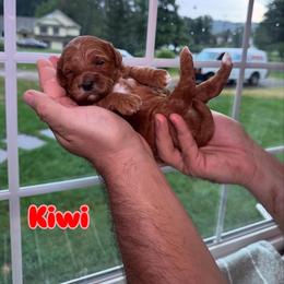Girl 1 - Red  female Goldendoodle puppy in Annandale, New Jersey from KN Mini Goldendoodles