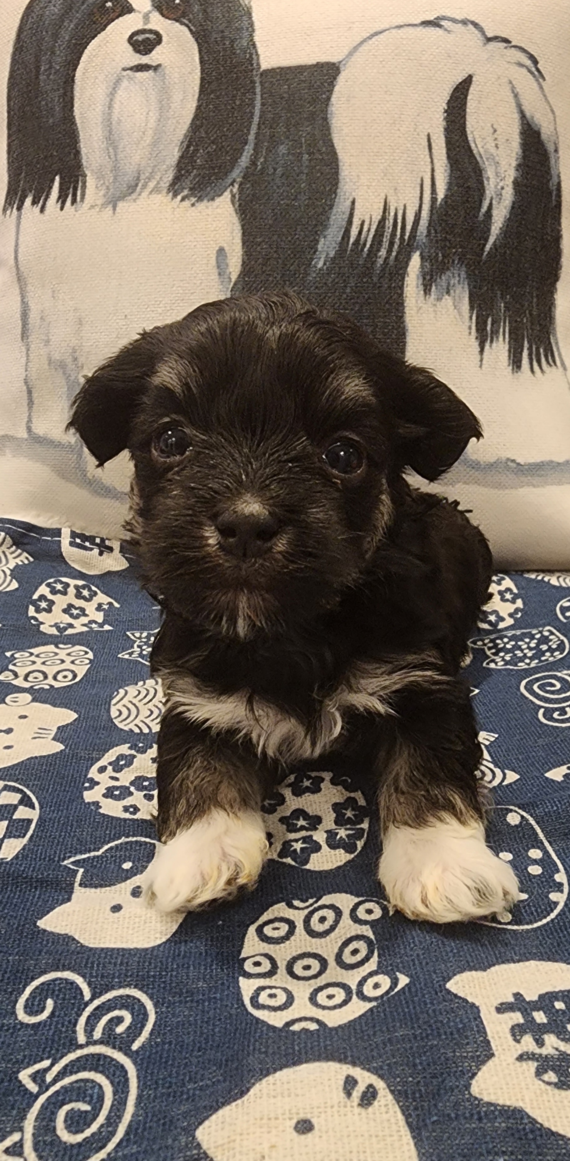 Havanese Puppies from Sweet Southern Havanese