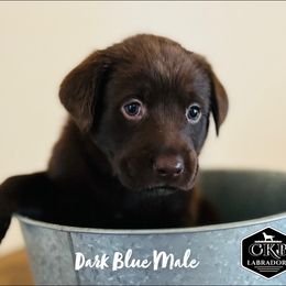 Dilute Retriever and Labrador Retriever Puppies from CKB Labradors