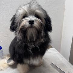 Nala - Lowchen