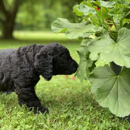 Labradoodle Puppies from Pisgah Creek Doodles