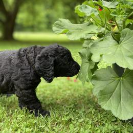 Labradoodle Puppies from Pisgah Creek Doodles