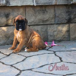 Boxer Puppies from Music City Boxers