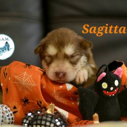 M4 - Red and white male Alaskan Malamute puppy in Kingston, Tennessee from North Shore Alaskan Malamutes