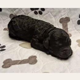 Seven - Black male Goldendoodle puppy in Sterling, Connecticut from Justine’s Retrievers and Doodles, LLC