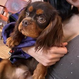 Rambo - Chocolate male Cavalier King Charles Spaniel puppy in Tucson, Arizona from Cavapoo Puppy Parade