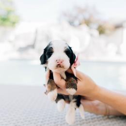 Popsicle - Tri-color female Bernedoodle puppy in Murray, Utah from Sun Valley Doodles