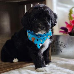 Tyson - Black male Goldendoodle puppy in Saint Cloud, Florida from Rising Star Kennels