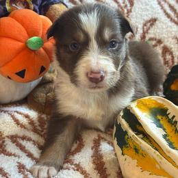 Frank Felipe - White and red male Border Collie puppy in Mckinney, Texas from Border Collies of Ruidoso