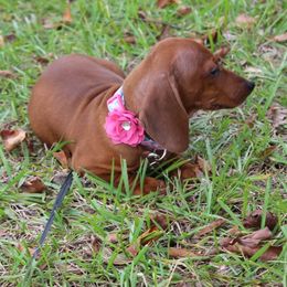 Dachshunds and Shih Tzus from Suwannee Ranch