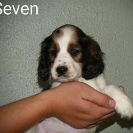 Seven - Tri-Roan female English Springer Spaniel puppy in Florida from Thunderbird Springers