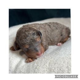 Mae - Merle female Bernedoodle puppy in Hillsboro, Oregon from Myt fine doodles
