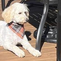 Goldendoodles from Dogwood Doodles of WNY