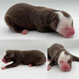 Red tri male 1 - Red tri male Miniature Australian Shepherd puppy in Brooker, Florida from Honey, I Shrunk the Aussies