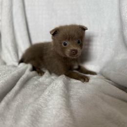 Boy 2 - Chocolate parti male Pomeranian puppy in El Sobrante, California from Little Lovers Kennels, LLC