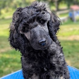 Poodles from Van Der Poodles