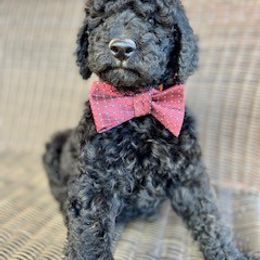 Poodle Puppies from Oldwirepuppy