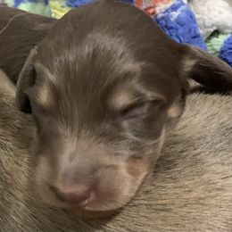 2 female - Chocolate and tan female Dachshund puppy in Bethany, Connecticut from Mardox Dachshunds