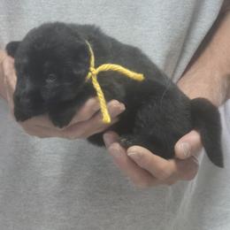 Boy 2 Yadah - Black and tan male German Shepherd puppy in Lake George, Colorado from High Country German Shepherds