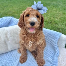 Baby - Teal - Red female Australian Labradoodle puppy in Citrus Heights, California from Elite Blend Labradoodles