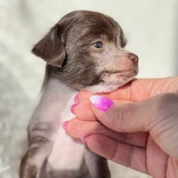 Chinese Crested Puppies from Royal Chinese Crested