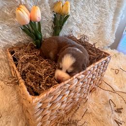 Boy 2 - Chocolate male Pomsky puppy in Bucyrus, Missouri from Hill Top Pomskies