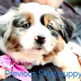Miniature American Shepherd puppies from ROCK CREEK LABRADORS