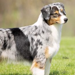 Australian Shepherds from Bridgewater Aussies