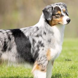 Australian Shepherds from Bridgewater Aussies