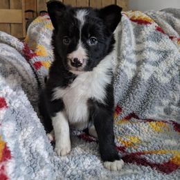 Border Collie Puppies from Harmonie 21 Border Collies