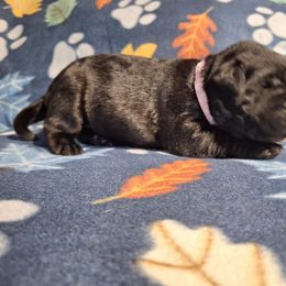 Bluey - Black female Labrador Retriever puppy in Bemidji, Minnesota from Northern Star Elite Quality Labrador Retrievers