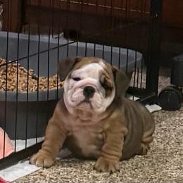 Oceana - Red female Bulldog puppy in Lakeland, Florida from Tenpennypups