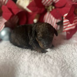 AKC Dexter - Phantom male Poodle puppy in Elgin, South Carolina from Silver Bells Paw Prints