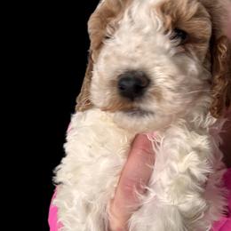 Goldendoodle Puppies from Luccisgoldendoodles