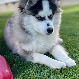 Hawk - Pomsky