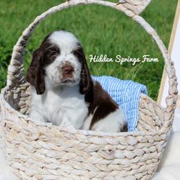 Boone - Liver and white male English Springer Spaniel puppy in Winchester, Kentucky from Hidden Springs Farm