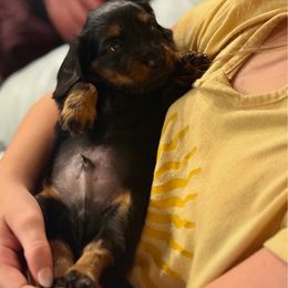 Boy 1 - Johnny Cash - Black and tan male Dachshund puppy in Jasper, Georgia from M&M’s Mini Dachshunds