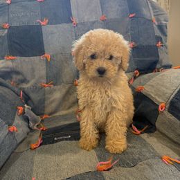 Maltipoo Female 2 - Cream female Assorted Doodle Crosses puppy in Ludlow, Missouri from Countryside Doodles and Mohr