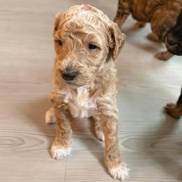 Pickle - AKC Limited - Apricot male Poodle puppy in Haines City, Florida from Noelle Poodles