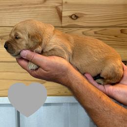 Washington (Gray) - Golden male Golden Retriever puppy in Cadillac, Michigan from K & M Golden Retrievers