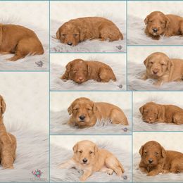 Australian Labradoodle Puppies from Colorado Mountain Labradoodles
