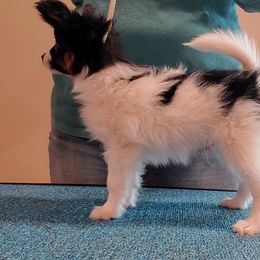 TBone - White black and tan Papillon puppy in Ellenboro, North Carolina from Larimar Border Collies and Papillons