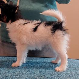 TBone - White black and tan Papillon puppy in Ellenboro, North Carolina from Larimar Border Collies and Papillons