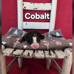 Cobalt - Tri-color male Bernese Mountain Dog puppy in Independence, Virginia from Thornton Bernese Mountain Dogs